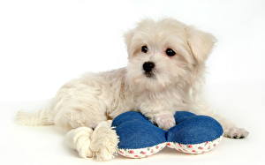 デスクトップの壁紙、、イヌ、ボロニーズ、動物