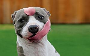 Pictures Tongue Amstaff funny