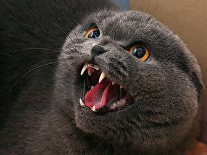 Papel de Parede Desktop Gatos Canino (dente) Rictus Animalia
