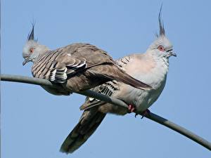 Image Birds Pigeon