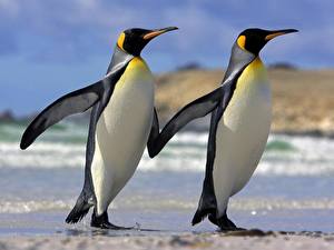 Papel de Parede Desktop Pinguins Animalia