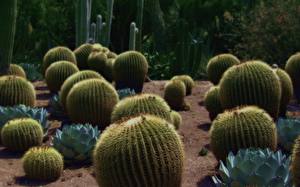 Bakgrunnsbilder Kaktuser