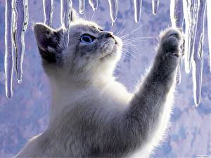Hintergrundbilder Katze Eis Tiere