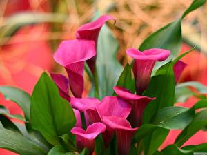 Bureaubladachtergronden Calla lelies bloem