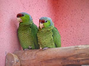 Papel de Parede Desktop Aves Papagaios um animal