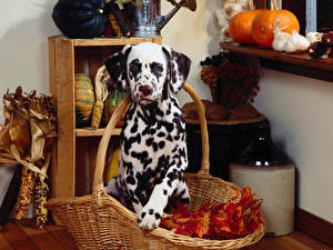 Bilder Hund Dalmatiner Tiere
