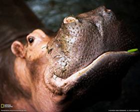 Papel de Parede Desktop Hipopótamo-comum