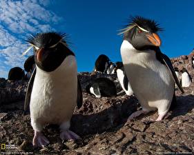 Papel de Parede Desktop Pinguins animalia