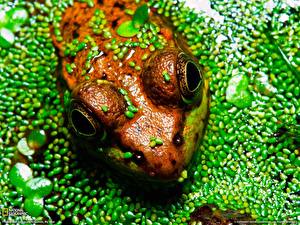 Wallpaper Frog Animals