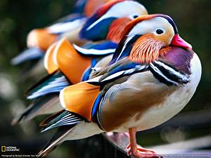 Papel de Parede Desktop Aves Patos animalia