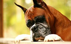 Bakgrunnsbilder Hunder Boxer Dyr