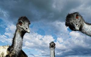 Wallpapers Birds Ostriches Animals