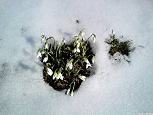 Bilder Schneeglöckchen Blumen