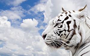Tapety na pulpit Wielkie koty Tygrysy Biały Zwierzęta