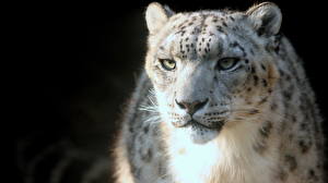 Image Big cats Snow leopards Animals