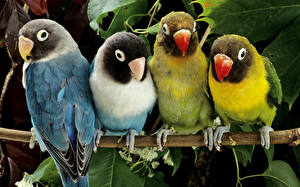 Wallpapers Birds Parrots animal