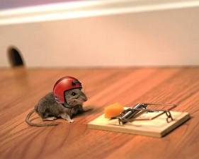 Desktop hintergrundbilder Mäuse lustige