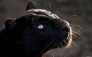 Fondos de escritorio Grandes felinos Pantera negra Animalia