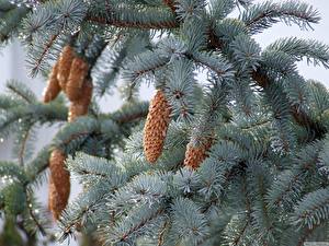 Pictures Closeup Spruce Conifer cone Nature