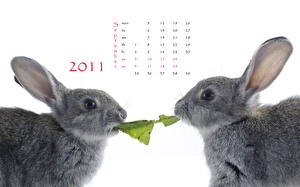 Hintergrundbilder Kaninchen Tiere