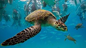 Picture Turtles animal