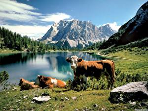 Bilder Kühe Landschaftsfotografie Tiere