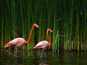 Fotos Vogel Flamingos Tiere