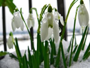 Pictures Galanthus