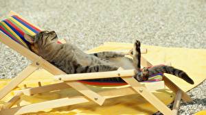 Pictures Cats Sunlounger Animals