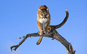 Hintergrundbilder Große Katze Puma Tiere