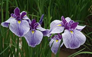 Image Irises Flowers