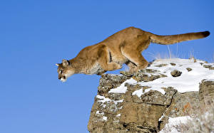 Hintergrundbilder Große Katze Pumas