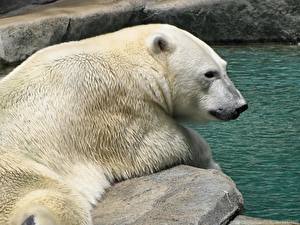 Fotos Ein Bär Eisbär