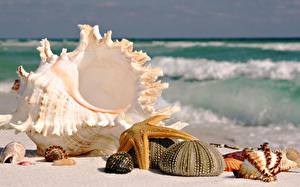Pictures Shells