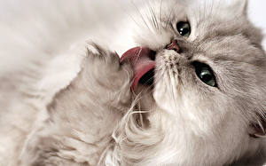 Wallpapers Cats Tongue animal