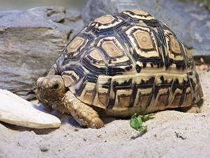 Hintergrundbilder Schildkröten Tiere