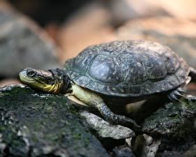 Bureaubladachtergronden Schildpadden Dieren