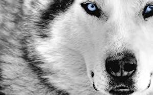 Bakgrunnsbilder Hunder Sibirsk husky Dyr