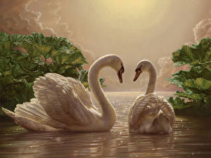 Обои Птицы Лебедь влюбленная пара Животные
