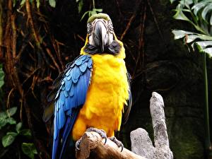 Фото Птицы Попугаи желтый попугай с синими крыльями