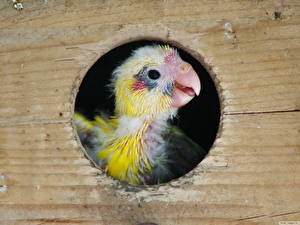 Фотография Птица Попугаи цыпленок попугая Животные