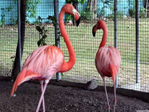Papel de Parede Desktop Pássaro Flamingos
