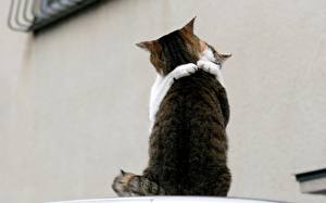 Papel de Parede Desktop Gatos Abraçando  um animal