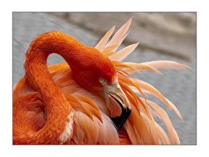 Fondos de escritorio Pájaro Flamencos animales