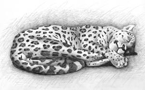 Картинка Большие кошки Рисованные фото леопарда животное
