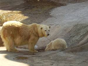 Photo Bear Polar bears animal