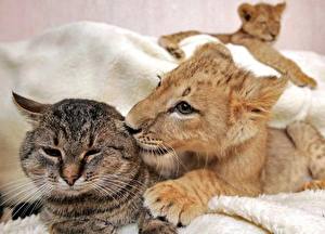 Tapety na pulpit Wielkie koty Kot domowy Lwy Młode zwierzęta zwierzę