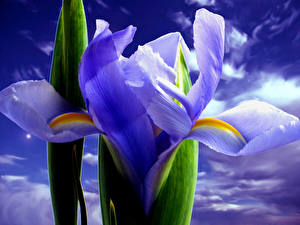 Photo Iris flower