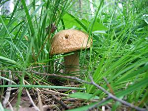 Pictures Mushrooms nature