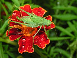 Wallpapers Insects Grasshoppers  Animals
